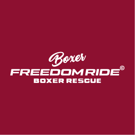 Boxer Freedom Ride Boxer Rescue Fundraiser shirt design - zoomed