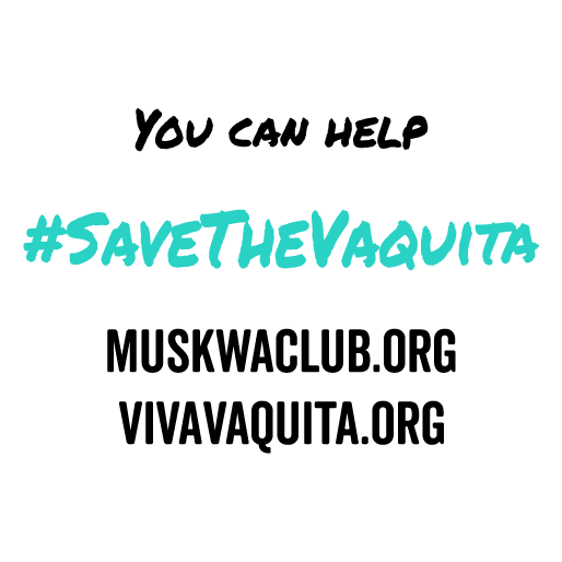 International Save the Vaquita Day 2019 shirt design - zoomed