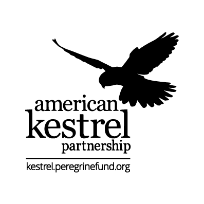 American Kestrel Partnership 2020: Salt Shirts shirt design - zoomed
