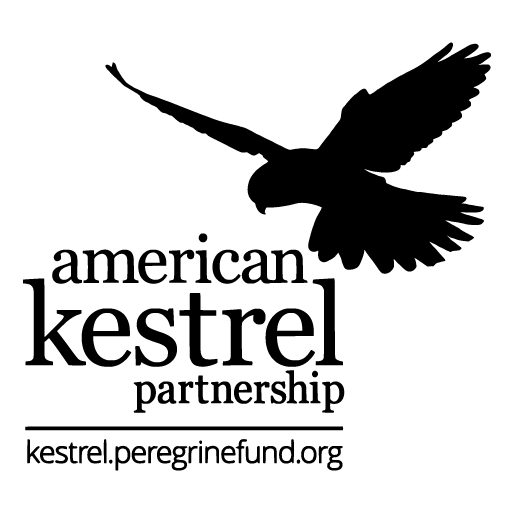 American Kestrel Partnership 2020: Salt Shirts shirt design - zoomed